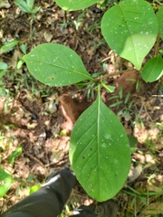 Meyna laxiflora