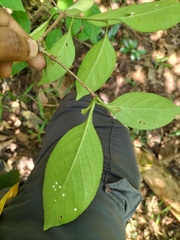 Meyna laxiflora