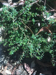 Leionema hillebrandii