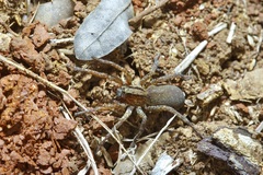 Varacosa