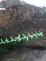 Leionema hillebrandii