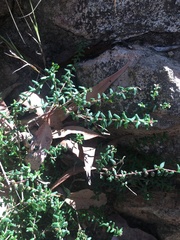 Leionema hillebrandii