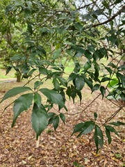 Lithocarpus konishii