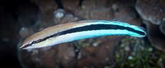 Aspidontus taeniatus
