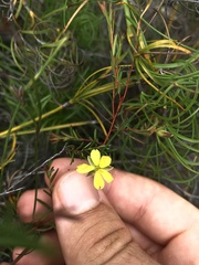 Hibbertia acicularis