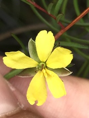 Hibbertia acicularis