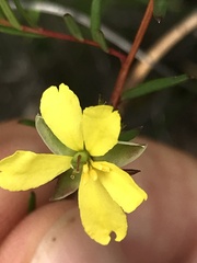Hibbertia acicularis