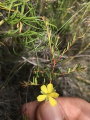 Hibbertia acicularis