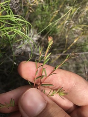 Hibbertia acicularis