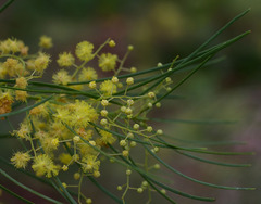 Acacia subulata