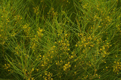 Acacia calamifolia
