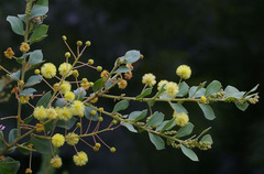 Acacia uncinata