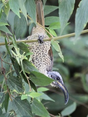 Ptiloris paradiseus