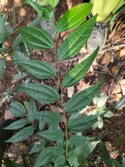 Celtis tetrandra
