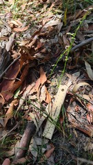 Caesia parviflora parviflora