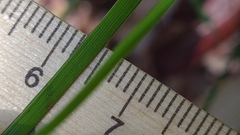 Caesia parviflora parviflora