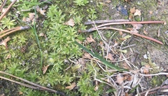 Atrichum altecristatum