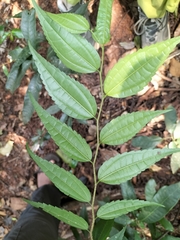 Celtis tetrandra