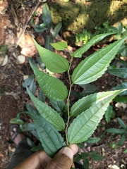 Celtis tetrandra