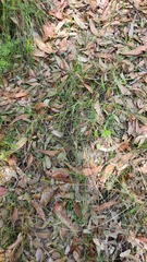 Netrostylis capillaris