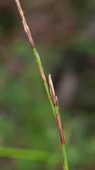 Netrostylis capillaris