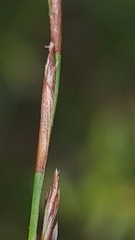 Netrostylis capillaris