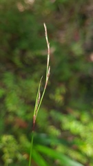 Netrostylis capillaris