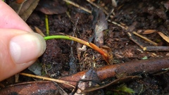 Netrostylis capillaris