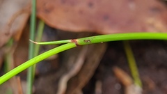 Netrostylis capillaris