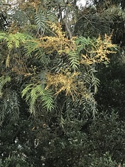 Acacia elata
