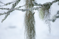 Usnea dasopoga