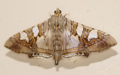 Glyphodes cosmarcha