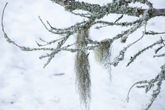 Usnea dasopoga