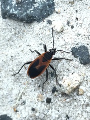 Dindymus circumcinctus