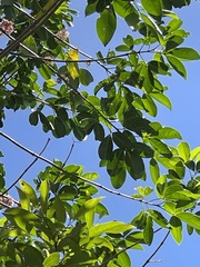 Melicope elleryana