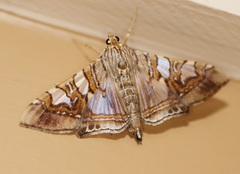 Glyphodes cosmarcha