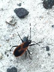 Dindymus circumcinctus