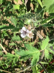 Phacelia cicutaria