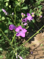 Saltugilia splendens
