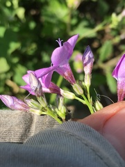 Saltugilia splendens