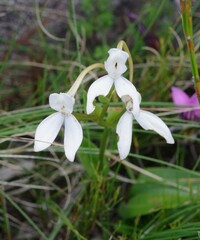 Brownleea macroceras