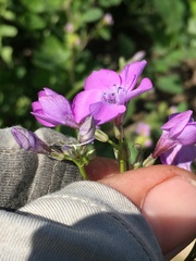 Saltugilia splendens