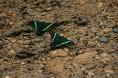 Urania fulgens