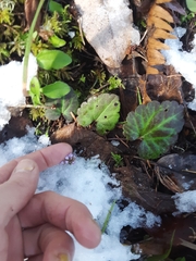 Veronica regina-nivalis