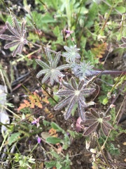 Lupinus sparsiflorus