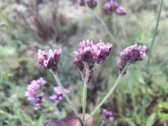 Verbena bonariensis
