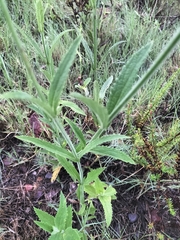 Verbena bonariensis