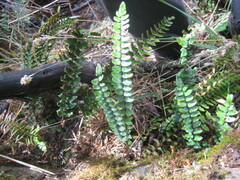 Pellaea calidirupium
