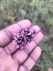 Verbena bonariensis