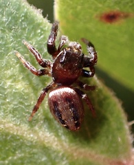 Metaphidippus manni